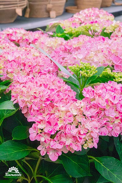 Nos pelargonium en jardinerie